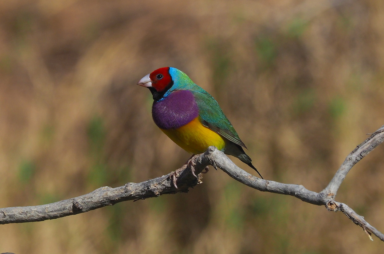 image Gouldian Finch